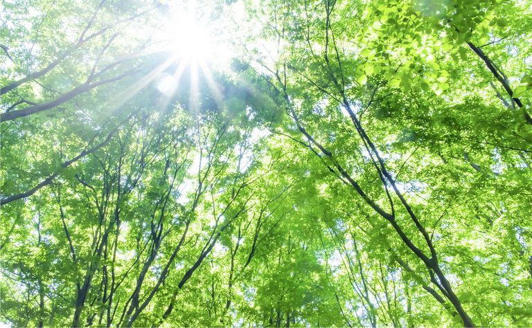 Wald als Symbol für Nachhaltigkeit